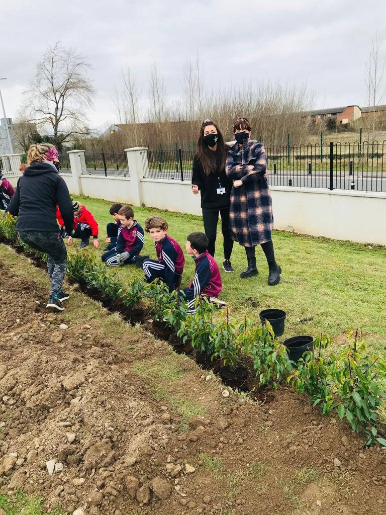 05th March Planting the Laurel Hedging